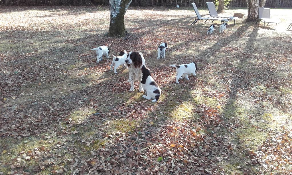 De Beauchezal - chiots springers disponibles