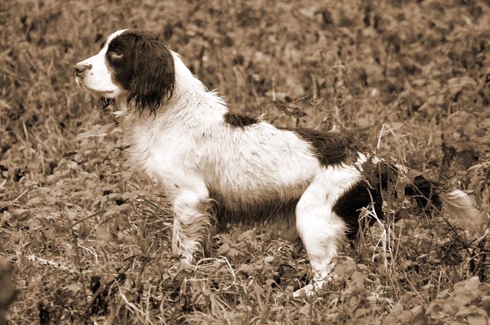 Portée 2018 (Jackys Lad x Leia)