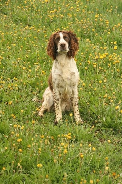 DOLLY