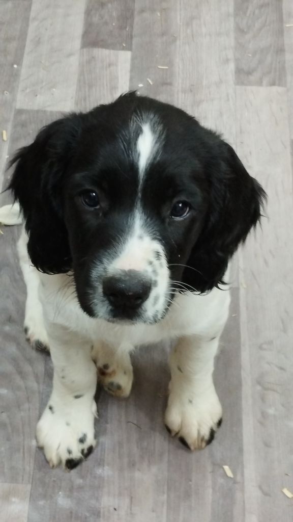 De Beauchezal - Chiots disponibles - English Springer Spaniel