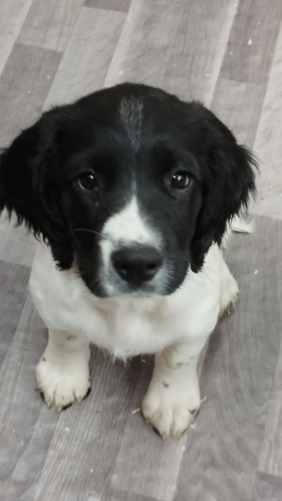 De Beauchezal - Chiots disponibles - English Springer Spaniel