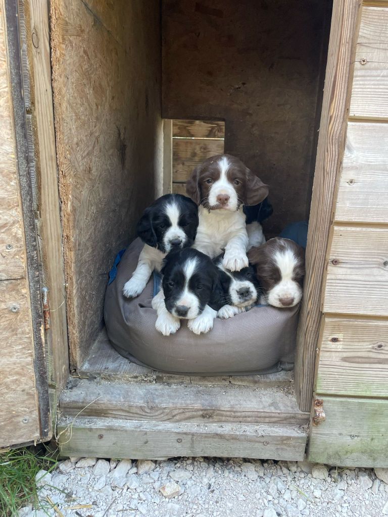 Chiot English Springer Spaniel De Beauchezal